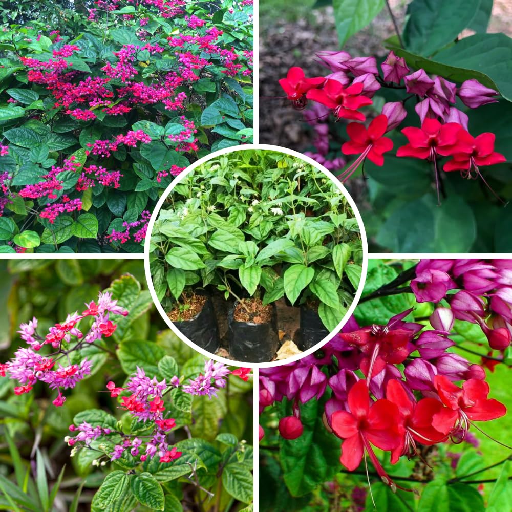 Amazon.com : Bleeding Heart Plant Live, 4 to 8 Inch Tall